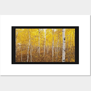 beautiful stand of fall birch Posters and Art